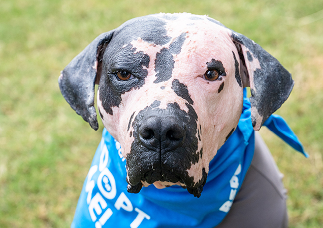 Barney has now recovered and has found his forever family